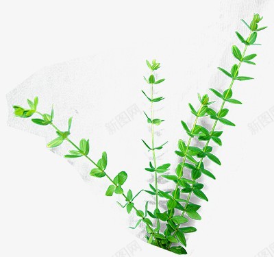 多种草丛透明图片植物花草树木植物花草树木png免抠素材_新图网 https://ixintu.com 植物 多种 草丛 透明 透明图 图片 花草树木 花草 树木