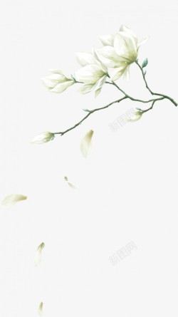 手绘杏花水墨水彩画古风唯美装饰植物花卉花瓣白色的花素材