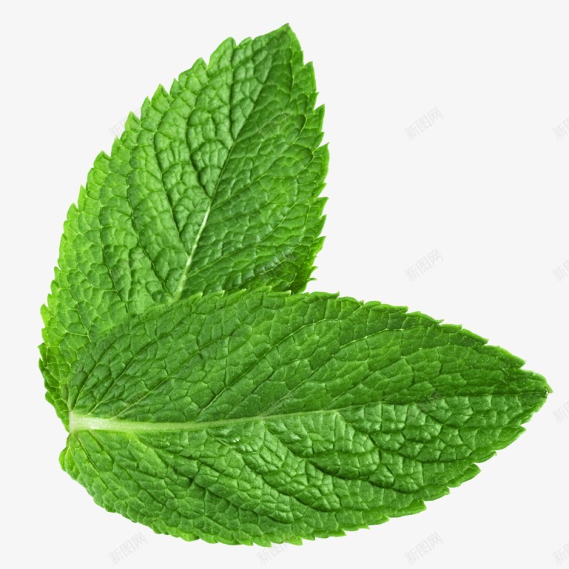 薄荷绿叶植物png免抠素材_新图网 https://ixintu.com 薄荷 绿叶 植物