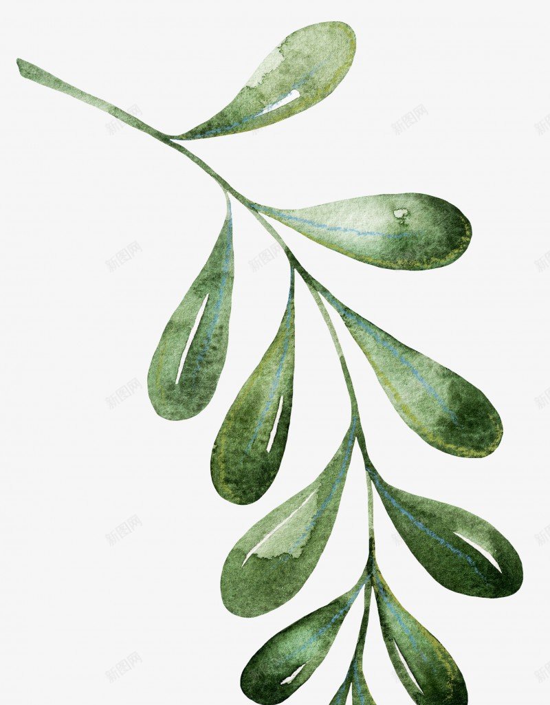 水彩手绘绿色植物叶子花藤美工合集格式收集持续更新png免抠素材_新图网 https://ixintu.com 水彩 手绘 绿色植物 叶子 花藤 美工 合集 格式 收集 持续 更新