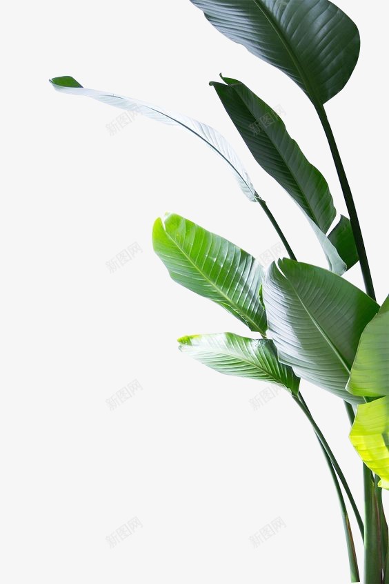 天堂鸟植物564846png免抠素材_新图网 https://ixintu.com 天堂鸟 植物 564846