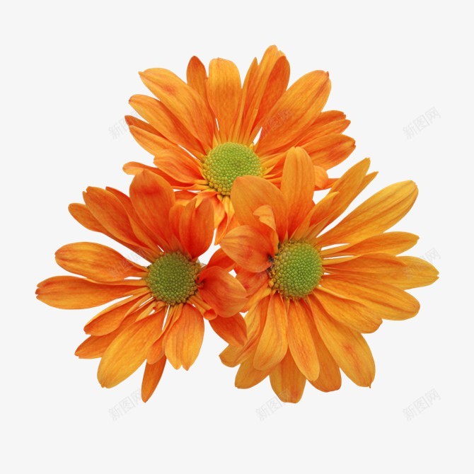 花朵七xcbwuyi6565wuyi格式透明图png_新图网 https://ixintu.com 花朵 xcbwuyi6565wuyi 格式 透明图