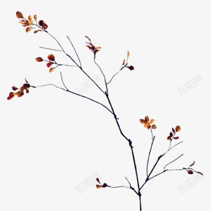 假树枝黄秋叶仿真树叶摆设客厅装饰花家居花中式花艺干png免抠素材_新图网 https://ixintu.com 摆设 花艺 中式 家居 装饰 客厅 树叶 树枝 仿真 秋叶 黄秋叶