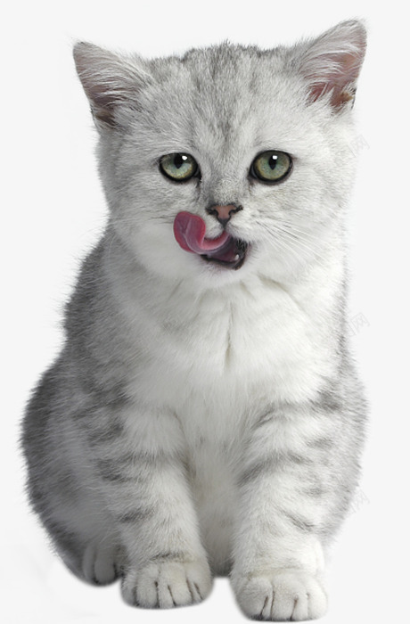 猫动物可爱免扣画板png免抠素材_新图网 https://ixintu.com 动物 可爱 免扣 画板