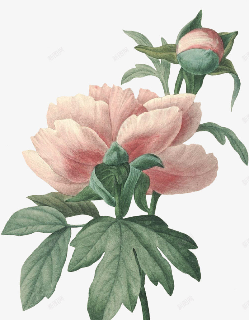 ForEnzo祖植物花草草坪草地树树林森林枝叶根梅png_新图网 https://ixintu.com ForEnzo 植物 花草 草坪 草地 树林 森林 枝叶 根梅
