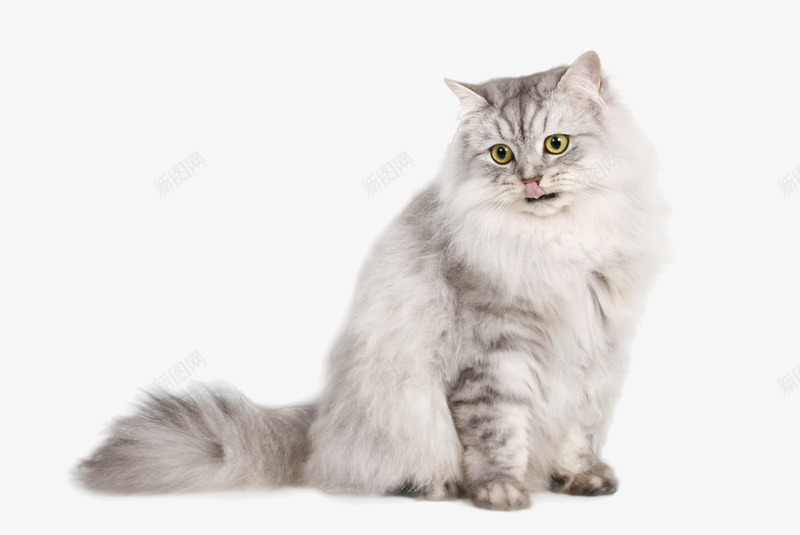 猫2宠物png免抠素材_新图网 https://ixintu.com 宠物
