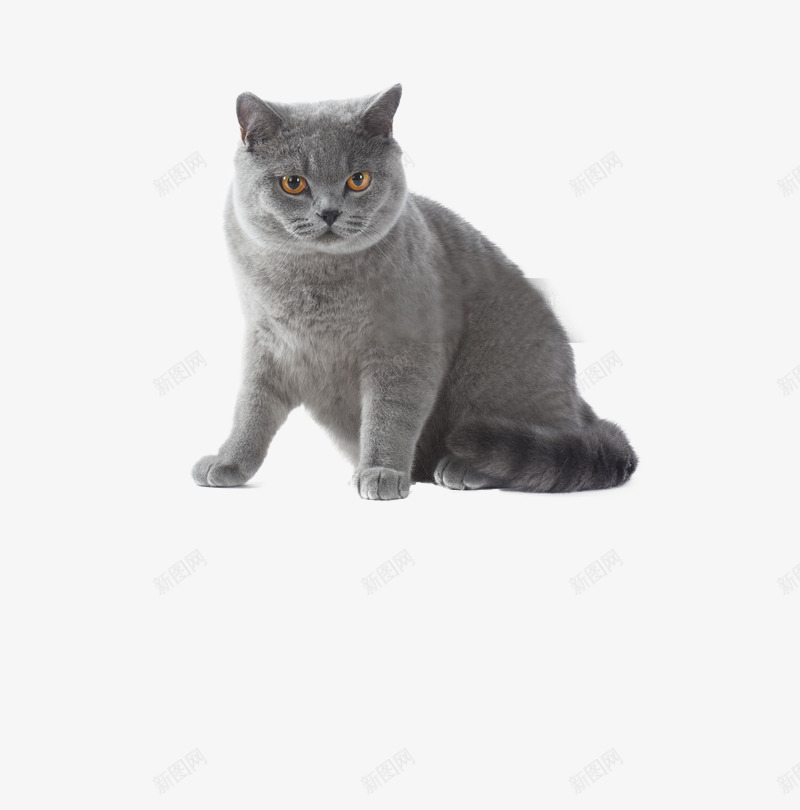 猫1宠物png免抠素材_新图网 https://ixintu.com 宠物