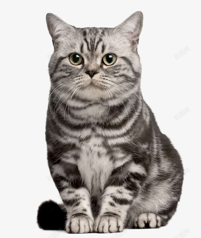 猫材质贴图png免抠素材_新图网 https://ixintu.com 材质 贴图