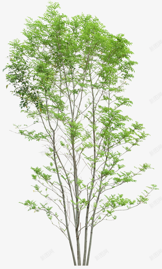 觅585e0c6c88041绿植png免抠素材_新图网 https://ixintu.com 585e0c6c88041 绿植