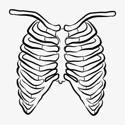 骨骼解剖学身体svg_新图网 https://ixintu.com 身体 骨骼 解剖学 人体 医学 内部