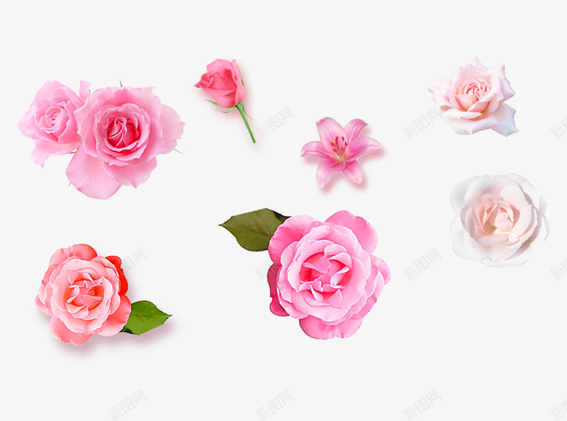 佑佑佑小溪图粉色玫瑰情人节花花花花瓣png免抠素材_新图网 https://ixintu.com 花花 佑佑 小溪 粉色 玫瑰 情人节 花瓣