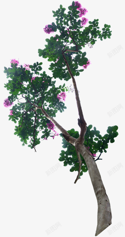 盛夏粉红花朵紫薇花png免抠素材_新图网 https://ixintu.com 紫薇花 花朵 植物 花草 鲜花 花卉 绿色 粉红色