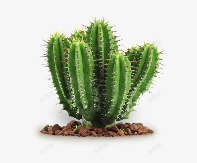佑佑佑小溪采集图绿色植物仙人掌绿色植物叶子树木石头png免抠素材_新图网 https://ixintu.com 绿色植物 佑佑 小溪 采集 仙人掌 叶子 树木 石头