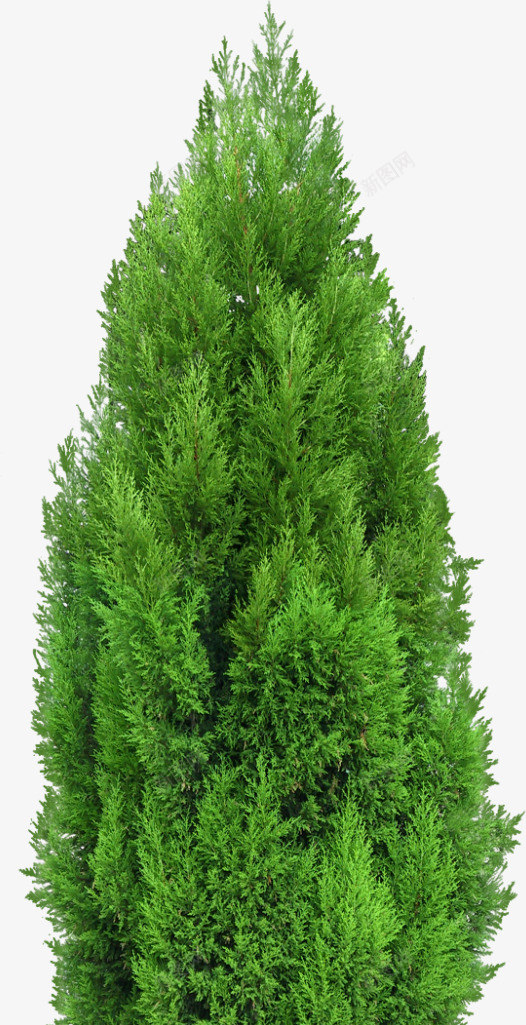 园林大树树木植物水彩树png免抠素材_新图网 https://ixintu.com 园林 大树 树木 植物 水彩