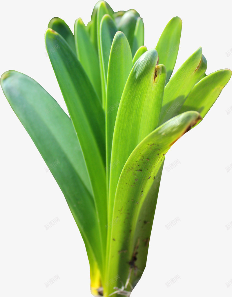 绿叶树叶落叶叶子叶片共享Carrie小黏家绿叶树叶png_新图网 https://ixintu.com 绿叶 树叶 落叶 叶子 叶片 共享 Carrie 小黏家