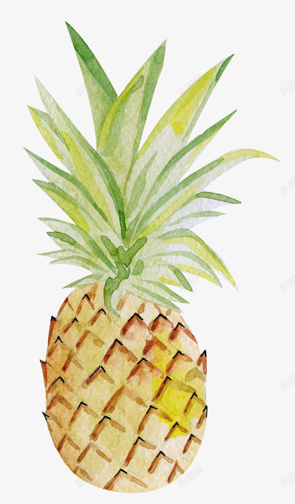 100种夏威夷热带生物水彩高清插图免扣合集包Tropng免抠素材_新图网 https://ixintu.com 100种 夏威夷 热带 生物 水彩 高清 插图 免扣 合集 Tro
