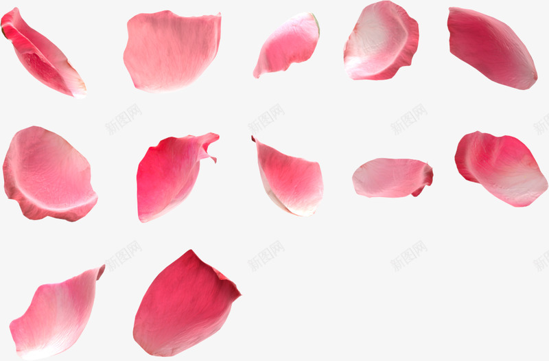 花瓣玫瑰花瓣樱花桃花飘落飘洒散落前景花瓣点缀前景点png_新图网 https://ixintu.com 花瓣 前景 玫瑰 玫瑰花 樱花 桃花 飘落 飘洒 散落 点缀 景点