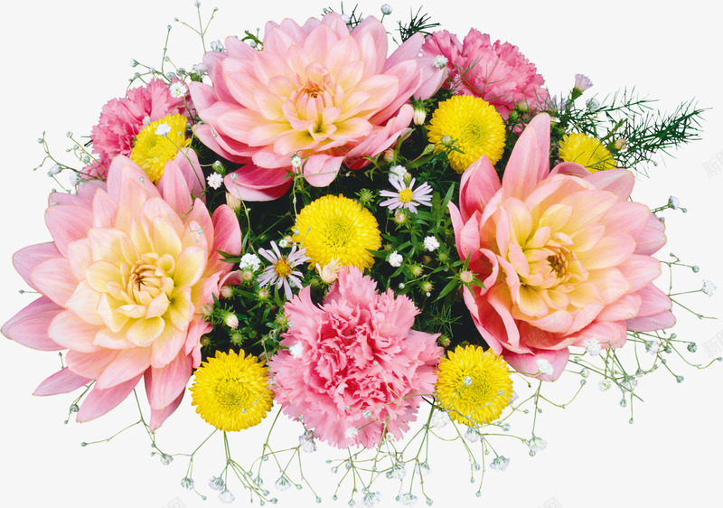 鲜花植物png_新图网 https://ixintu.com 花 植物 花朵
