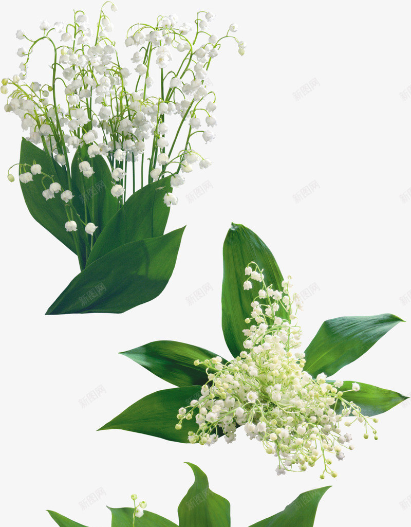 免扣透明白色铃兰花花卉png免抠素材_新图网 https://ixintu.com 免扣 透明 白色 铃兰 兰花 花卉