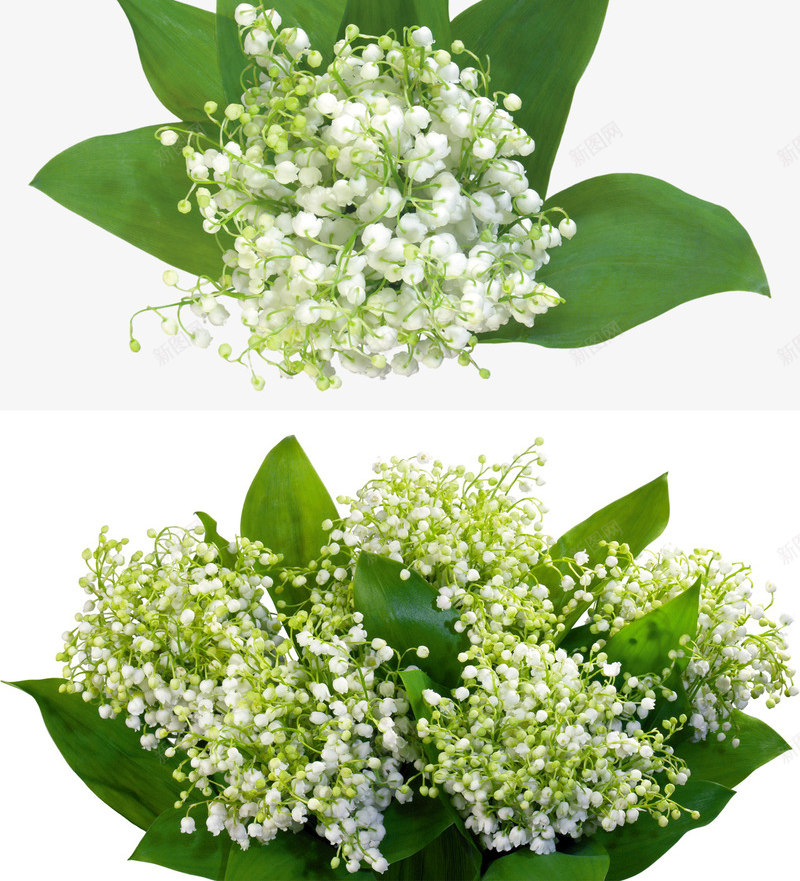 免扣透明白色铃兰花花卉png免抠素材_新图网 https://ixintu.com 免扣 透明 白色 铃兰 兰花 花卉