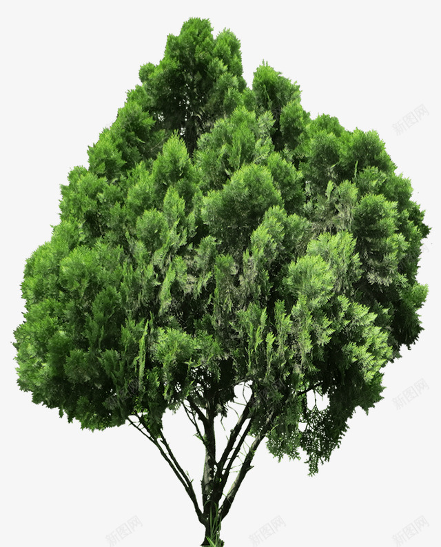 20张免费树图像侧柏Platycladusoriepng_新图网 https://ixintu.com 20张 免费 图像 侧柏 Platycladusorie