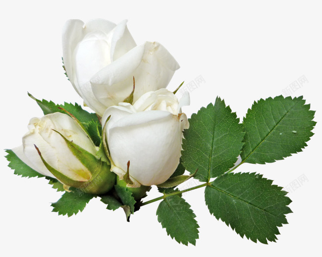 鲜花植物png_新图网 https://ixintu.com 花 植物 花朵