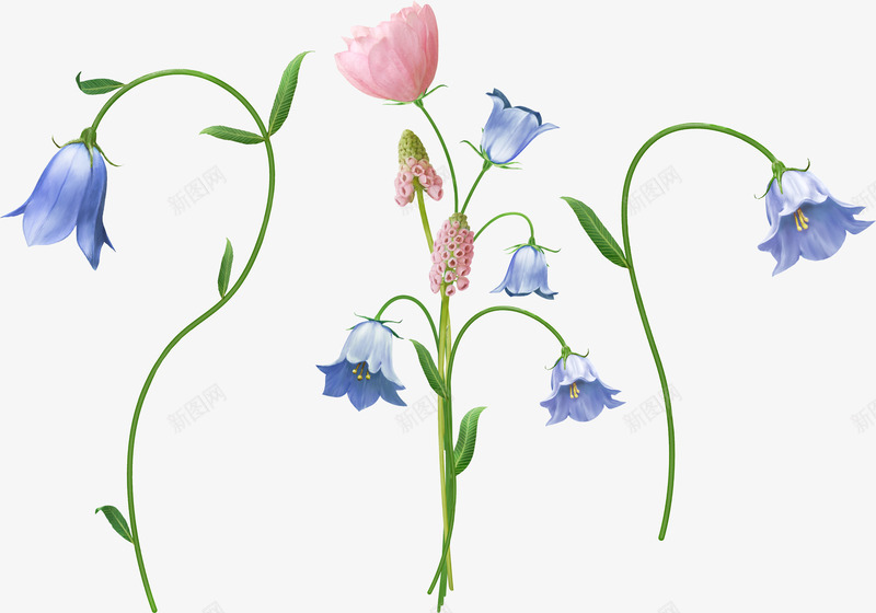 风铃草收集花卉png免抠素材_新图网 https://ixintu.com 风铃 收集 花卉