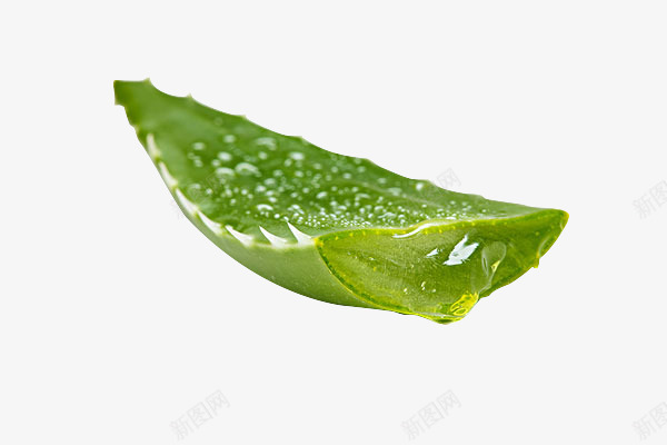 佑佑佑小溪图绿色植物化妆品食品芦荟芦荟胶绿色植物叶png免抠素材_新图网 https://ixintu.com 绿色植物 芦荟 佑佑 小溪 化妆品 食品