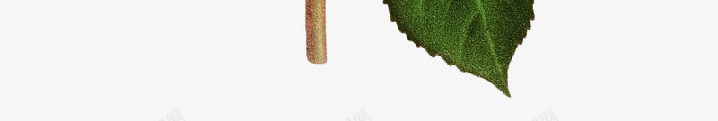 玫瑰花黄色写实鲜花动植物壁纸动植物壁纸png免抠素材_新图网 https://ixintu.com 动植物 壁纸 玫瑰花 黄色 写实 鲜花