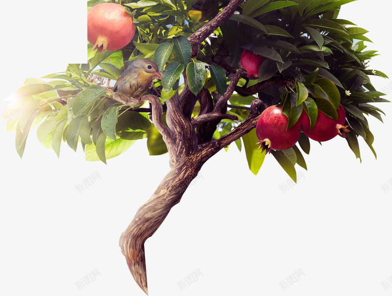 石榴树植物png免抠素材_新图网 https://ixintu.com 石榴 植物