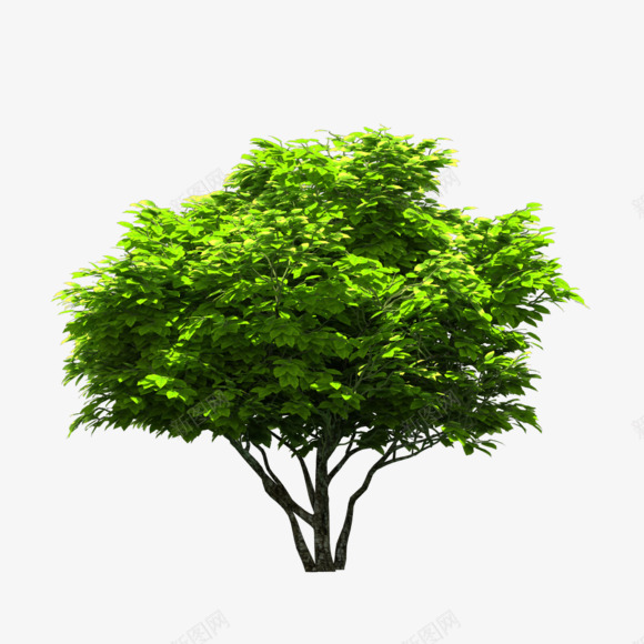 大树灌木吧百度贴吧endpng免抠素材_新图网 https://ixintu.com 大树 灌木 百度贴吧 end