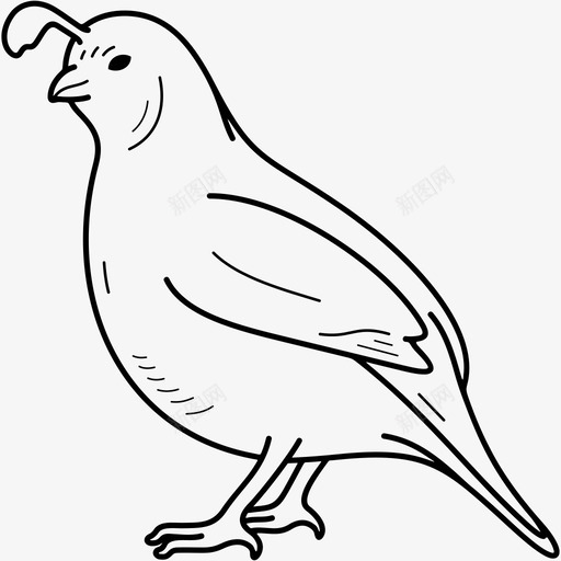 加利福尼亚鹌鹑鸟加利福尼亚州svg_新图网 https://ixintu.com 加利 利福 尼亚 鹌鹑 符号 美国