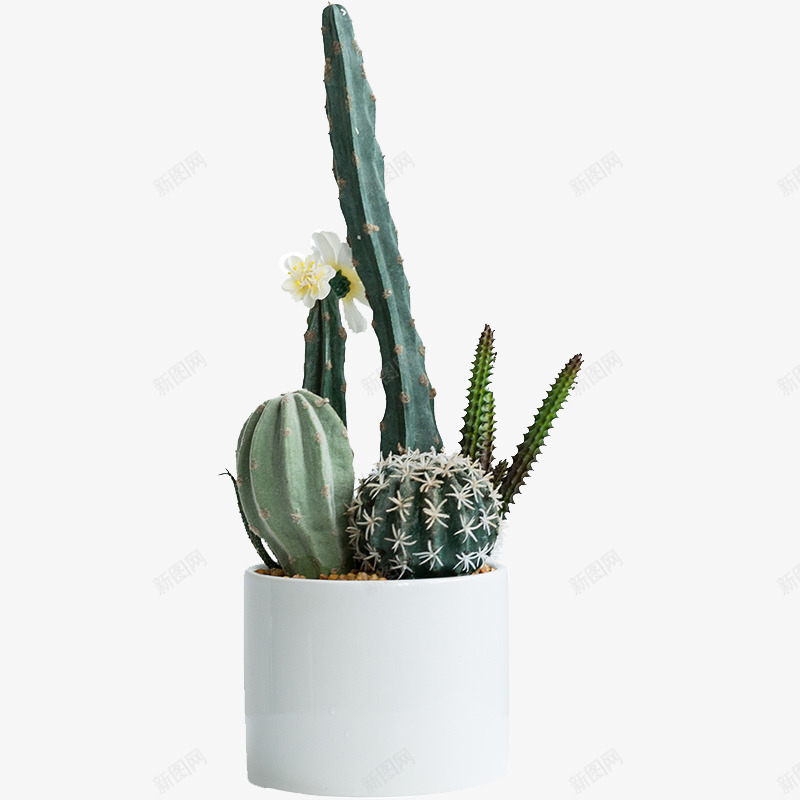 盆栽植物绿色叶子透明免扣北欧植物抠图仙人掌盆栽植物png免抠素材_新图网 https://ixintu.com 植物 盆栽 绿色 叶子 透明 免扣 北欧 抠图 仙人掌
