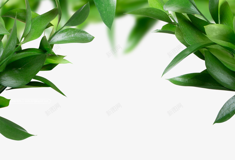 绿叶树叶叶子前景UI扁平化图表手机界面png_新图网 https://ixintu.com UI 前景 叶子 图表 扁平化 手机 树叶 界面 绿叶
