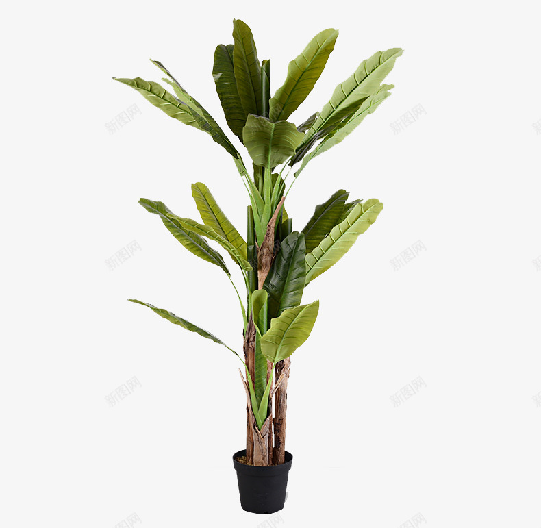 盆栽植物绿色叶子透明免扣北欧植物抠图盆栽植物png免抠素材_新图网 https://ixintu.com 植物 盆栽 绿色 叶子 透明 免扣 北欧 抠图