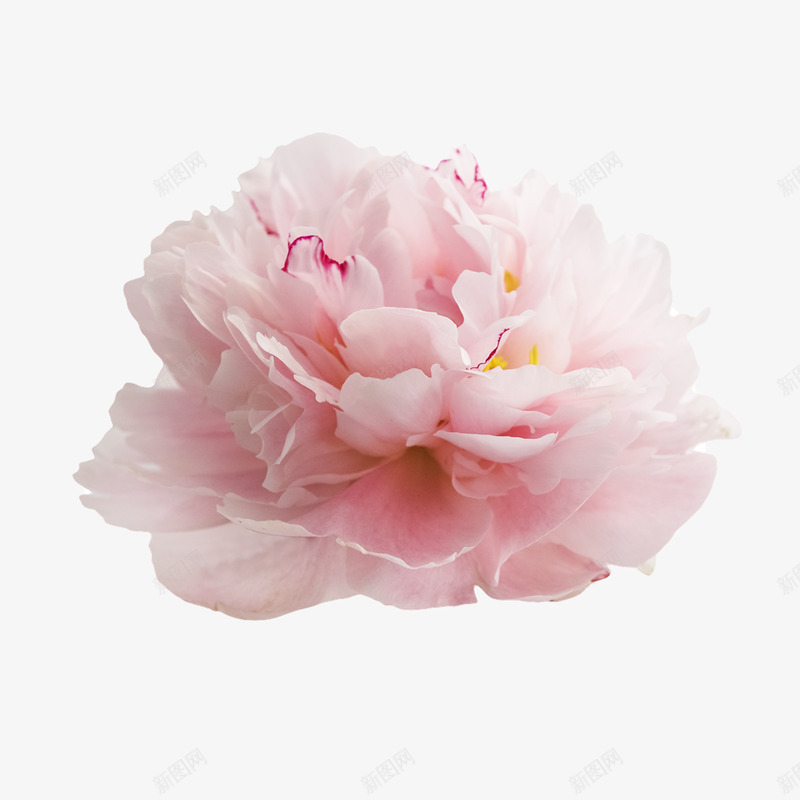 女王节母亲节鲜花免扣植物花草植物花草png免抠素材_新图网 https://ixintu.com 花草 植物 女王 母亲节 鲜花 免扣