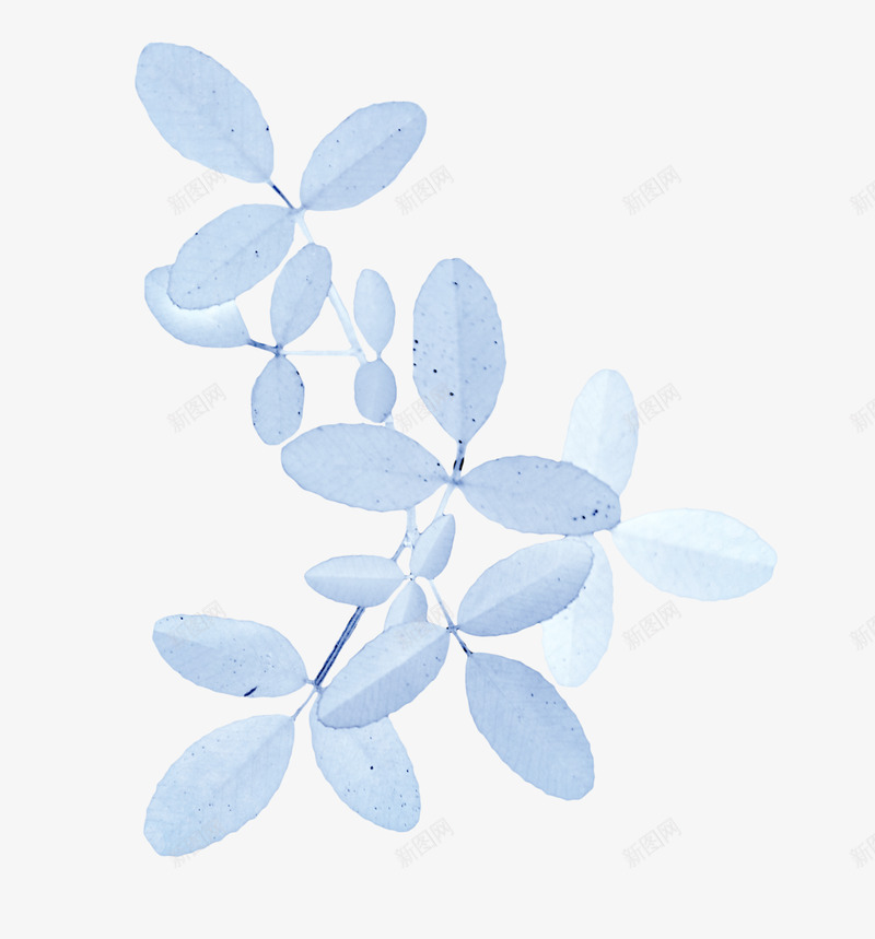 蓝色树叶水彩画png免抠素材_新图网 https://ixintu.com 树叶 浅蓝色 手绘 临摹