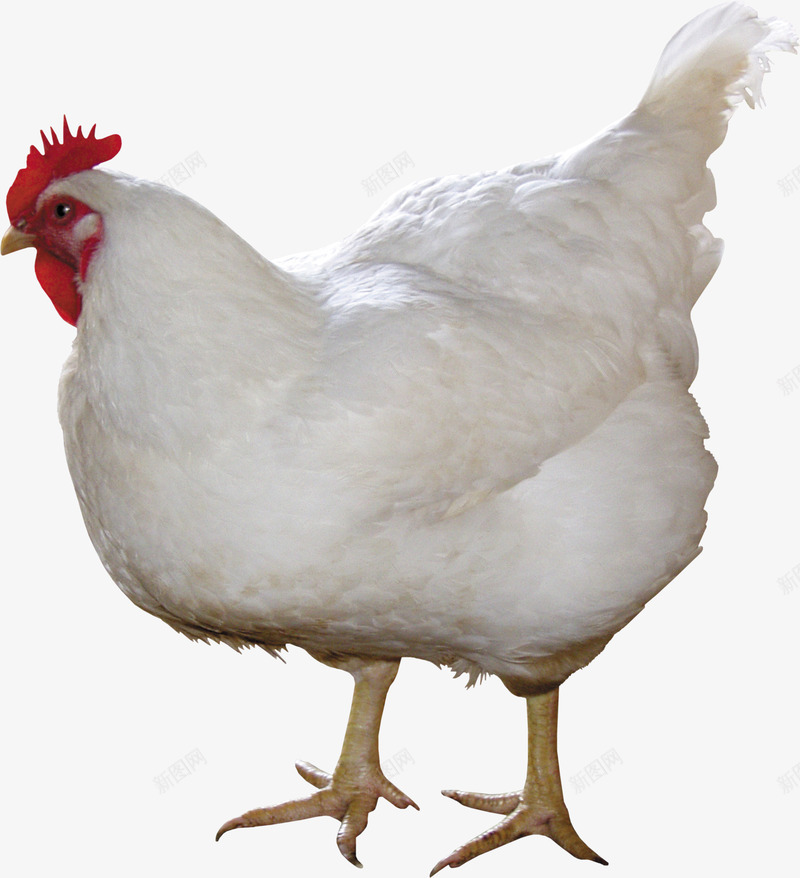 家禽母鸡免扣透明1动物昆虫免扣动物大型动物小型宠物png免抠素材_新图网 https://ixintu.com 动物 免扣 家禽 母鸡 透明 昆虫 大型 小型 宠物