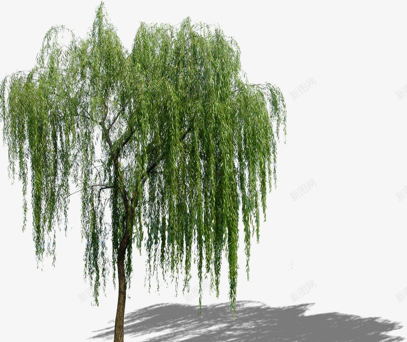 中国古风水墨柳树柳枝透明后期美化装饰设计374中国png免抠素材_新图网 https://ixintu.com 中国 古风 水墨 柳树 柳枝 透明 后期 美化 装饰设计