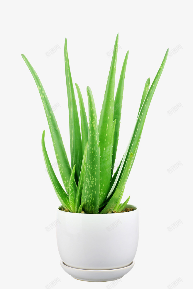 植物盆栽盆景没有故事的七月盆栽植物无透明盆栽盆景植png免抠素材_新图网 https://ixintu.com 盆栽 植物 盆景 没有 故事 七月 透明