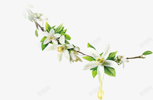 纯洁白色栀子花png免抠素材_新图网 https://ixintu.com 唯美 温馨 白色栀子花 白色花朵 白色花瓣 纯洁栀子花