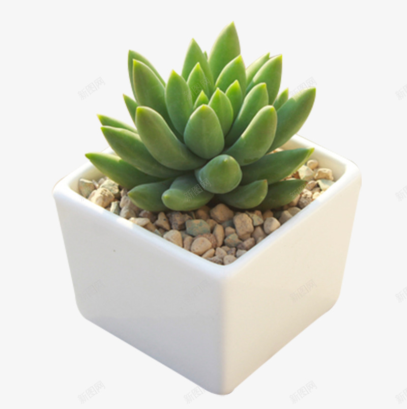 植物多肉盆菜室内S树叶装饰png免抠素材_新图网 https://ixintu.com 植物 多肉 盆菜 室内 树叶 装饰