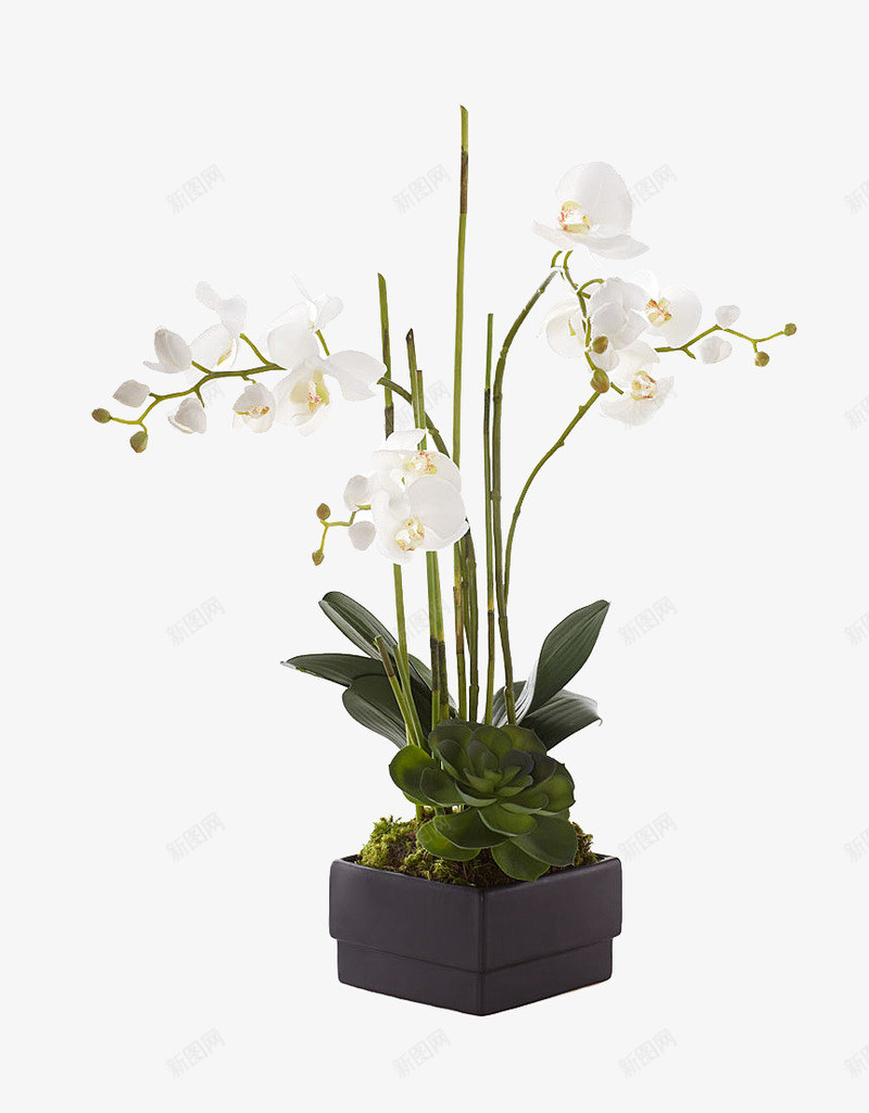 植物盆栽盆景没有故事的七月盆栽植物无透明盆栽盆景植png免抠素材_新图网 https://ixintu.com 盆栽 植物 盆景 没有 故事 七月 透明