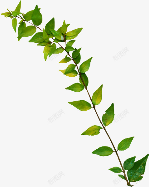 蔓藤绿叶彼岸桃花树免扣植物png免抠素材_新图网 https://ixintu.com 蔓藤 绿叶 彼岸 桃花 树免 植物