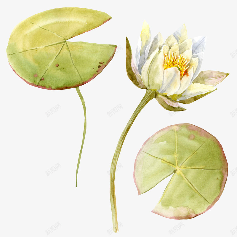 中国古风水墨花手绘水彩植物花卉装饰透明ps52中国png免抠素材_新图网 https://ixintu.com 中国 古风 水墨 手绘 水彩 植物 花卉 装饰 透明 ps52