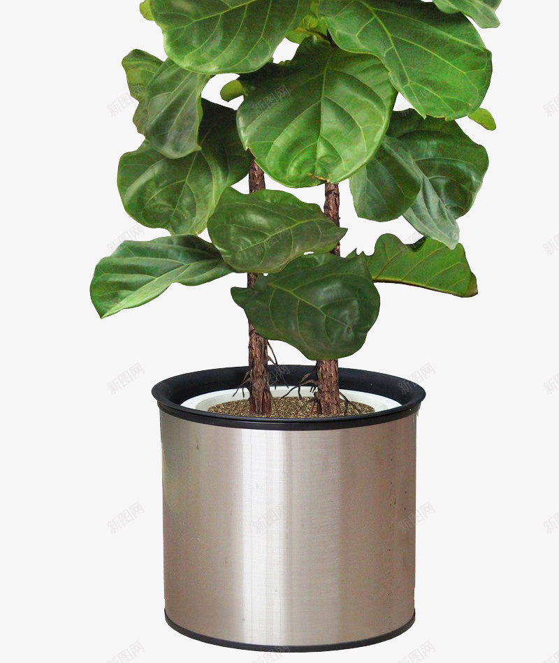 绿色植物花盆树木盆栽植物png免抠素材_新图网 https://ixintu.com 绿色植物 花盆 树木 盆栽 植物