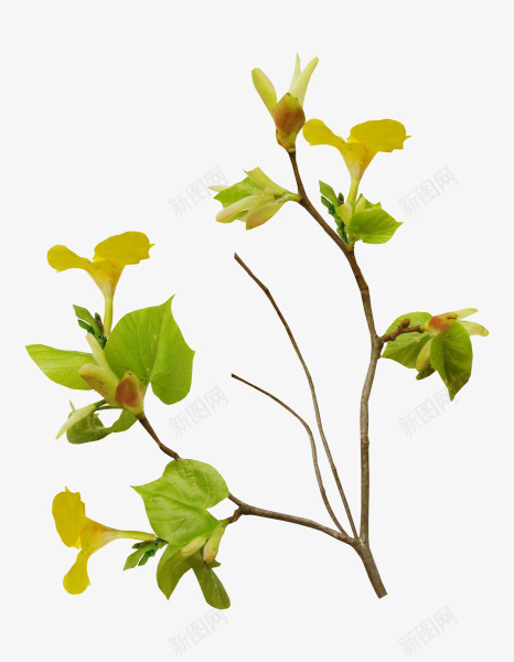 蔓藤绿叶彼岸桃花树免扣植物png免抠素材_新图网 https://ixintu.com 蔓藤 绿叶 彼岸 桃花 树免 植物