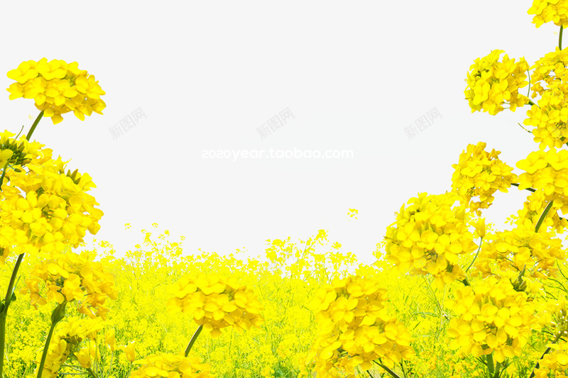 春季春天鲜花油菜花涂设计png免抠素材_新图网 https://ixintu.com 春季 春天 鲜花 油菜花 设计