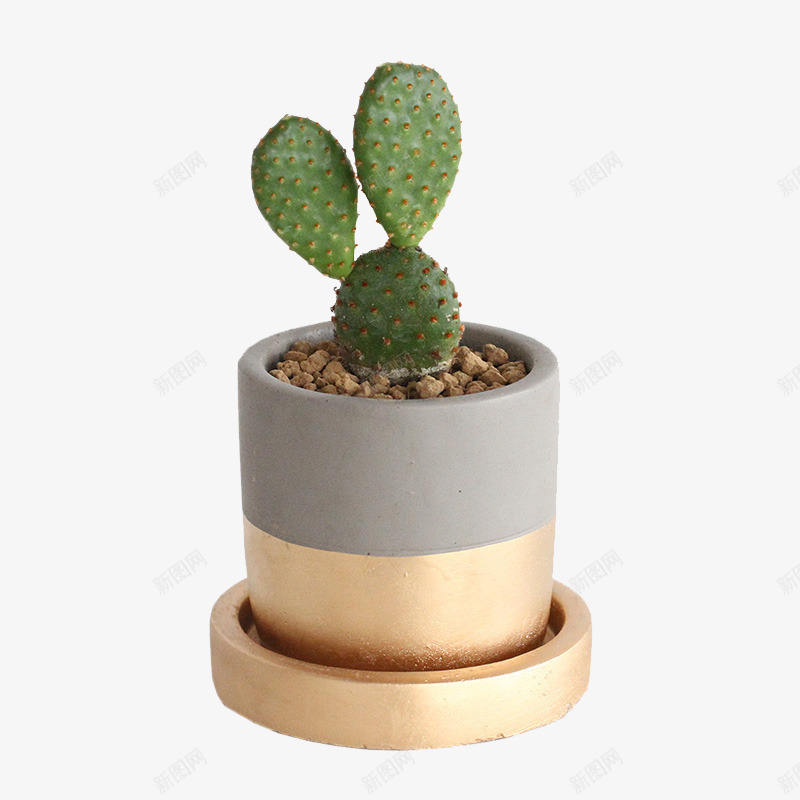 绿色植物花盆树木盆栽植物png免抠素材_新图网 https://ixintu.com 绿色植物 花盆 树木 盆栽 植物