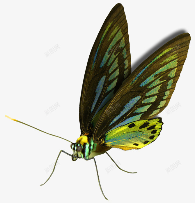蝴蝶图彼岸桃花免扣png免抠素材_新图网 https://ixintu.com 蝴蝶 彼岸 桃花 免扣